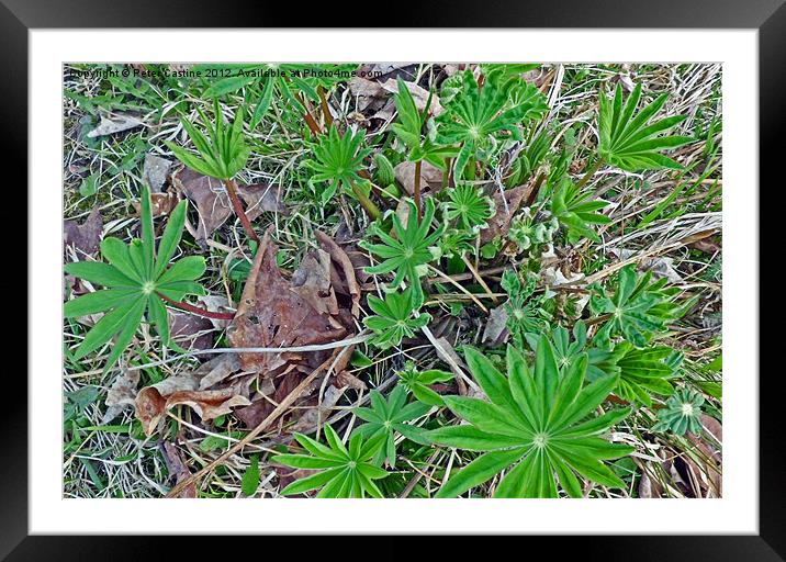 Native Lupines Framed Mounted Print by Peter Castine