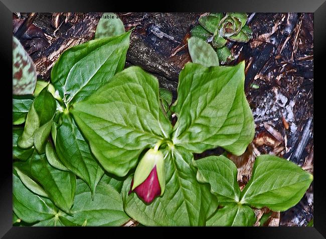 Northern New Hampshire Trillium Framed Print by Peter Castine