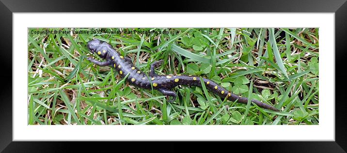 Spotted Salamander Framed Mounted Print by Peter Castine