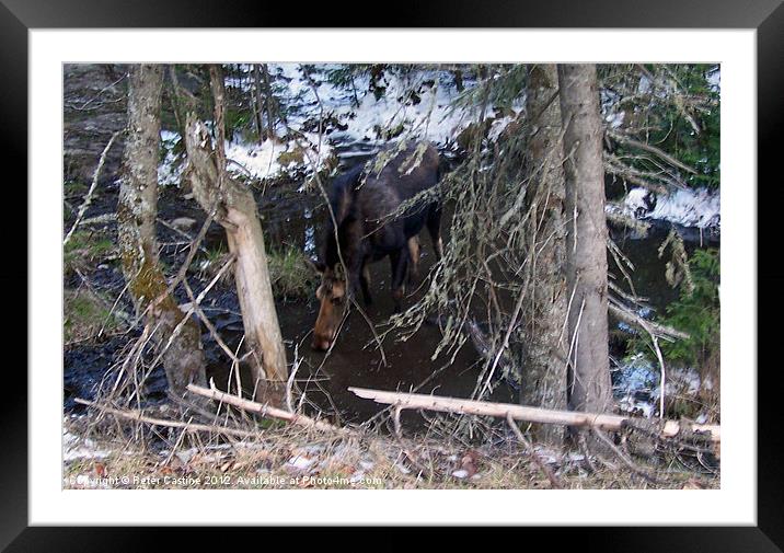 Moose Wallow Framed Mounted Print by Peter Castine