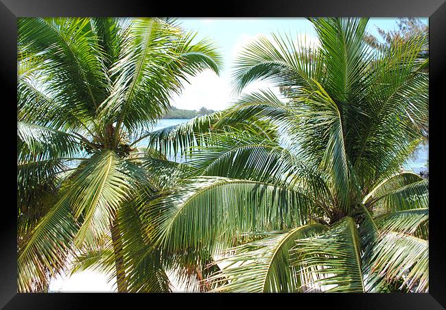 Palm Tree Blue Bay Mauritius Framed Print by Thomas Thorley