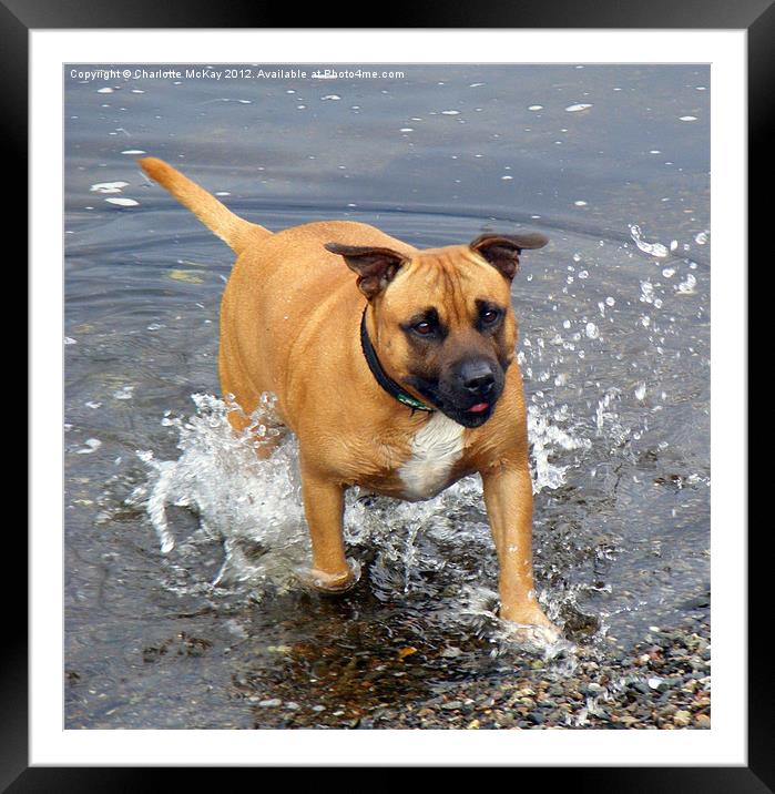 Dog in the river splashing Framed Mounted Print by Charlotte McKay