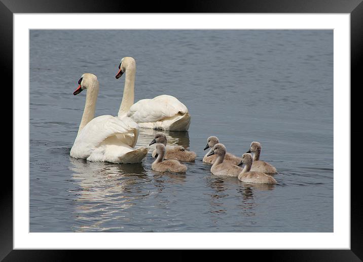 Swans and Cygnets Framed Mounted Print by Charlotte McKay