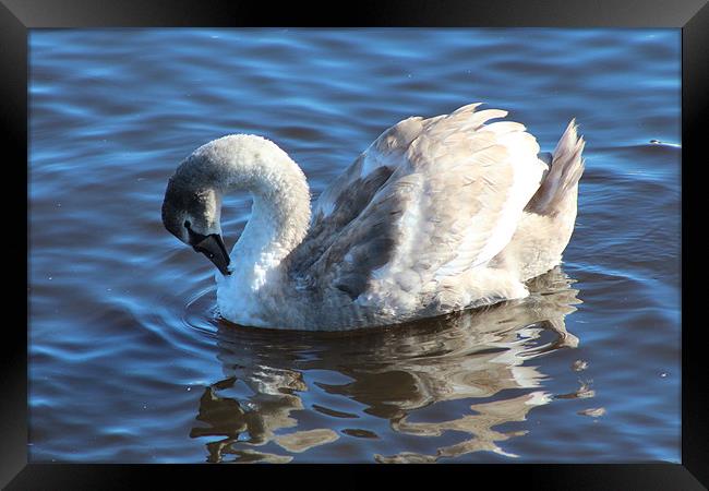 Beautiful Cygnet Framed Print by Charlotte McKay