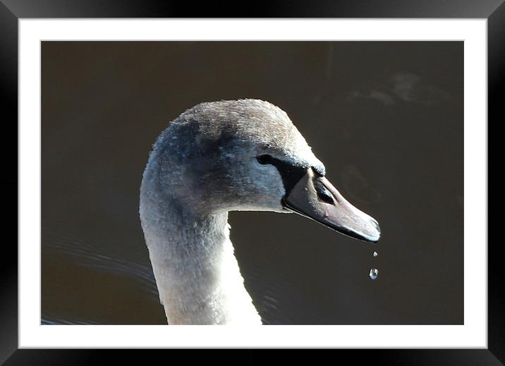 Cygnet close up Framed Mounted Print by Charlotte McKay
