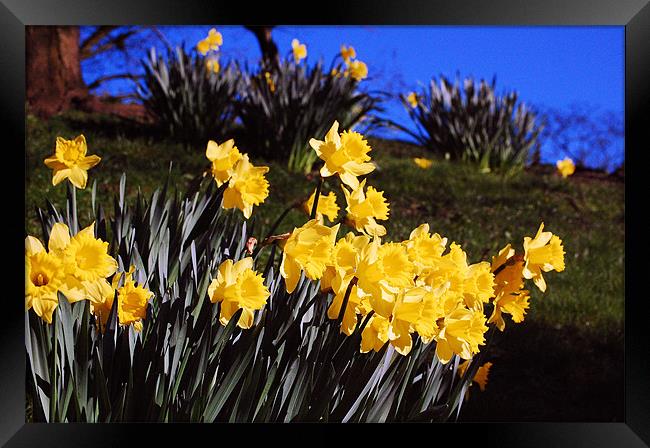 Daffodils in Bloom Framed Print by Mike Davies