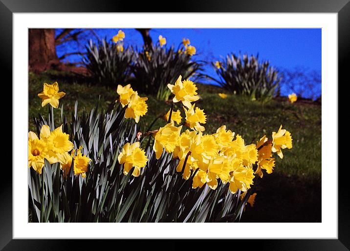 Daffodils in Bloom Framed Mounted Print by Mike Davies