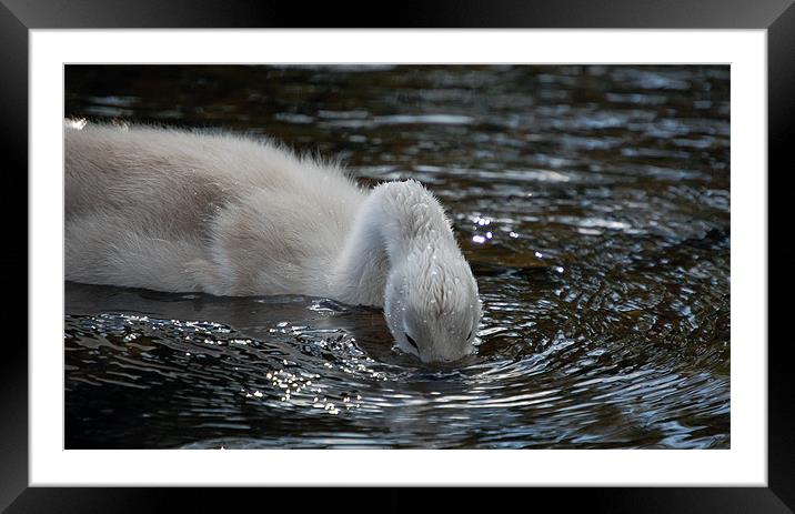 Cygnet on the River Usk Framed Mounted Print by Mike Davies