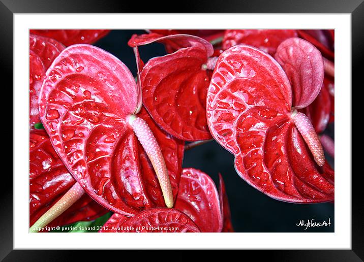 Anthurium Framed Mounted Print by perriet richard