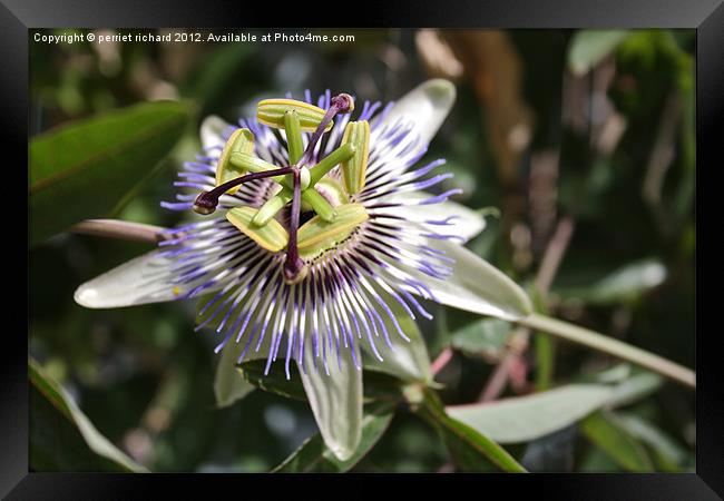 Passiflora Framed Print by perriet richard