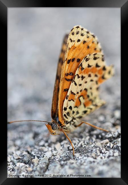 Butterfly Framed Print by perriet richard