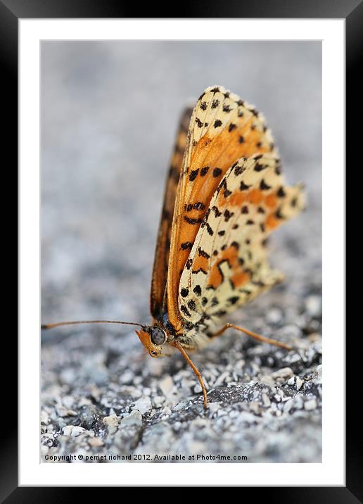 Butterfly Framed Mounted Print by perriet richard