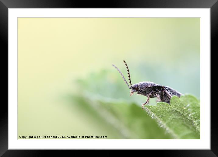 Exit Insect Framed Mounted Print by perriet richard