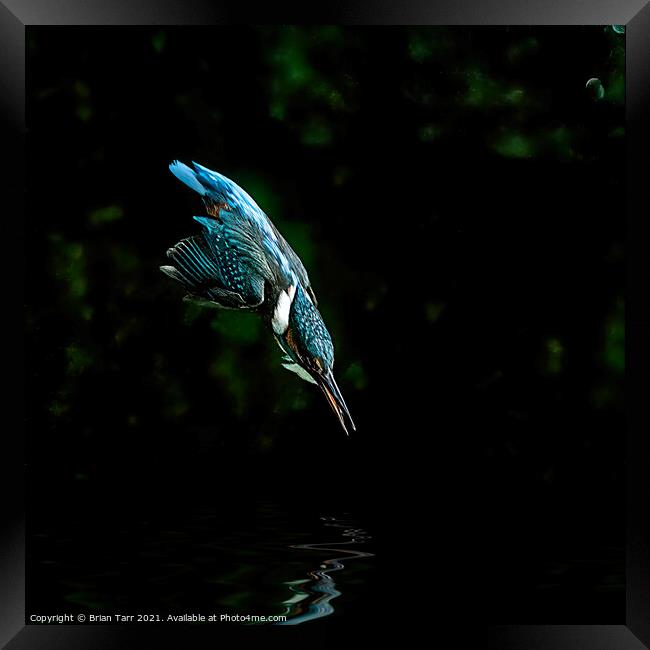 Kingfisher Diving for fish Framed Print by Brian Tarr