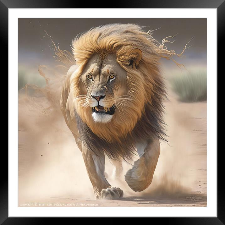 Lion Charging Framed Mounted Print by Brian Tarr