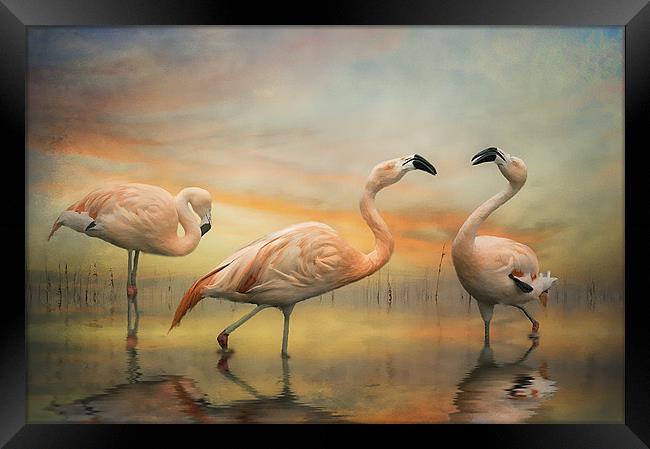 Chilean Flamingos Framed Print by Brian Tarr