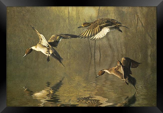 Pintails Framed Print by Brian Tarr