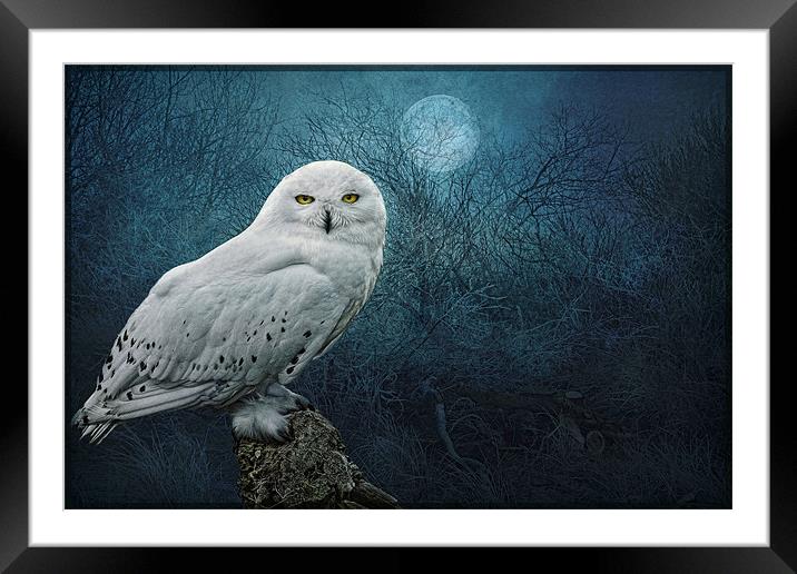 Night Owl Framed Mounted Print by Brian Tarr