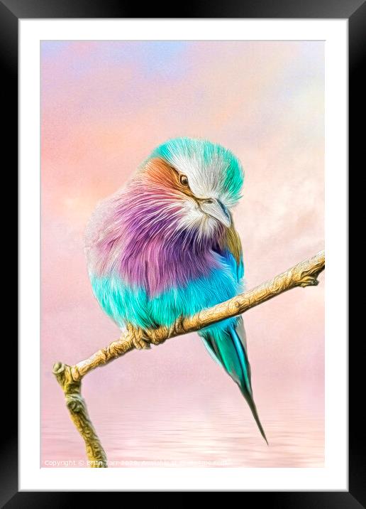 Lilac breasted roller perched on a tree branch Framed Mounted Print by Brian Tarr