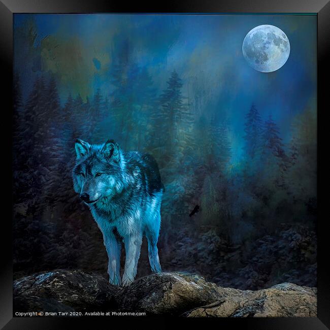 Lone wolf moon Framed Print by Brian Tarr