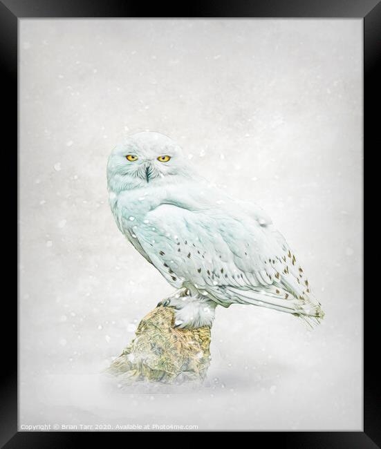 Snowy owl in snow. Framed Print by Brian Tarr
