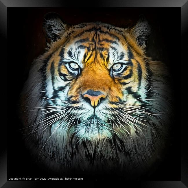 Tiger Portrait  Framed Print by Brian Tarr