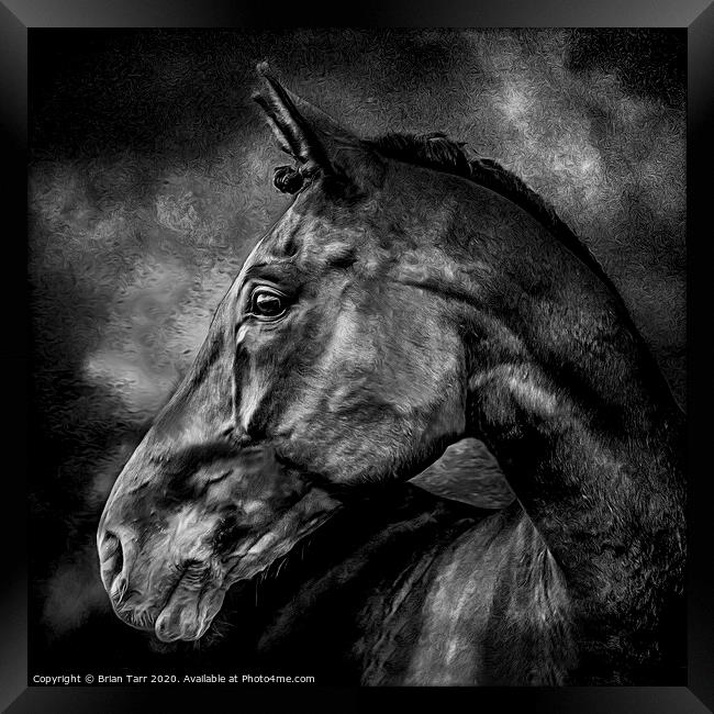 Stallion Framed Print by Brian Tarr
