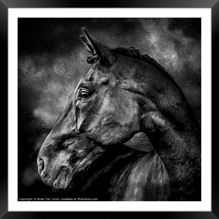 Stallion Framed Mounted Print by Brian Tarr
