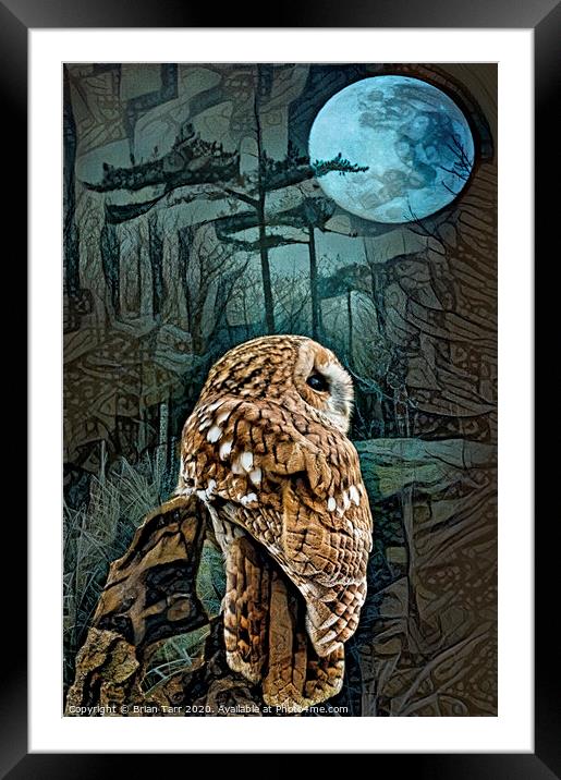 Tawny owl moon Framed Mounted Print by Brian Tarr