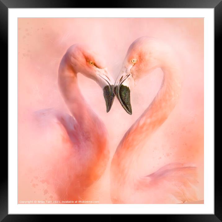 Love is a Flamingo heart Framed Mounted Print by Brian Tarr