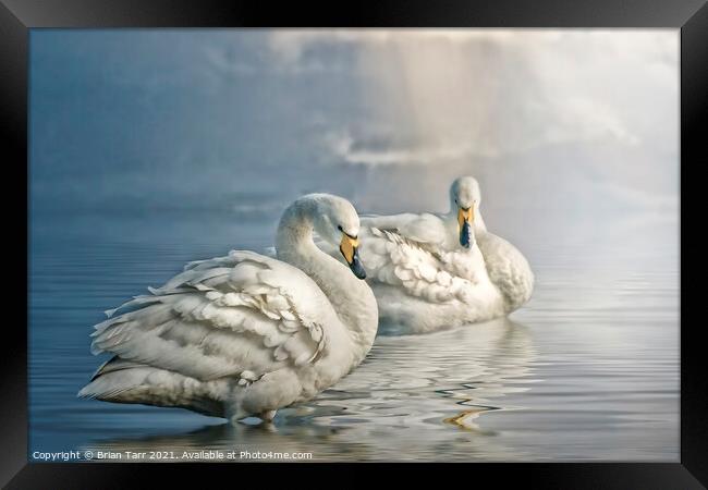 Whooper swans at dawn Framed Print by Brian Tarr