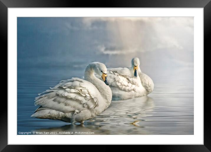 Whooper swans at dawn Framed Mounted Print by Brian Tarr