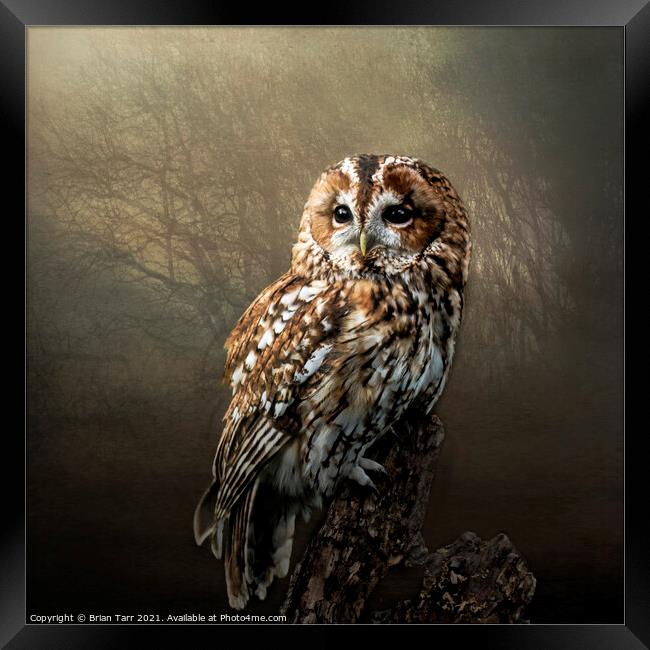 Tawny Morning Framed Print by Brian Tarr