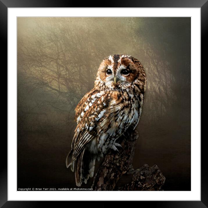 Tawny Morning Framed Mounted Print by Brian Tarr