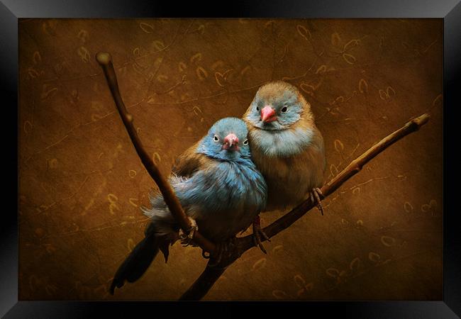 Love Birds Framed Print by Tina Lindsay