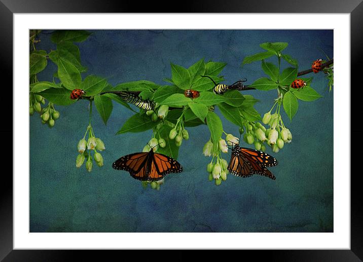 Going Buggy Framed Mounted Print by Tina Lindsay