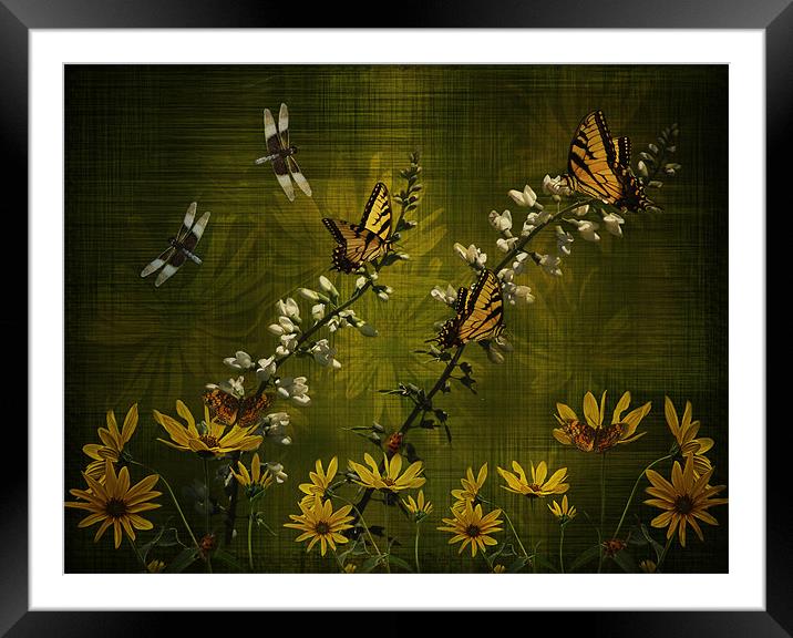 Summers Fling! Framed Mounted Print by Tina Lindsay