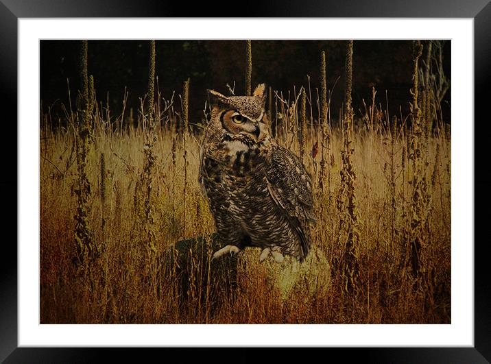 Great Horned Owl Framed Mounted Print by Tina Lindsay