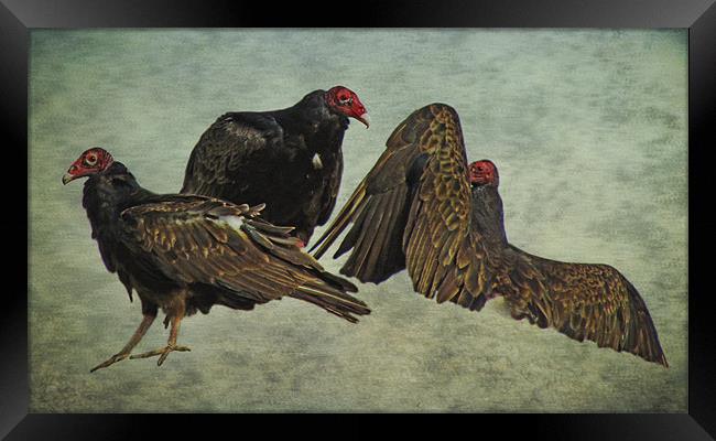 Three Turkey Vultures Framed Print by Tina Lindsay