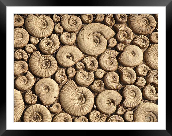 Ammonite Fossils Framed Mounted Print by Edward Denyer