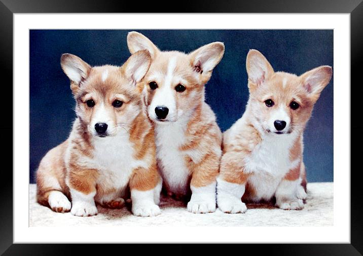 Corgi Puppies Framed Mounted Print by Edward Denyer