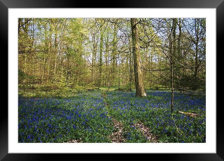 Bluebell Woods forest of Bere Framed Mounted Print by Robert clarke