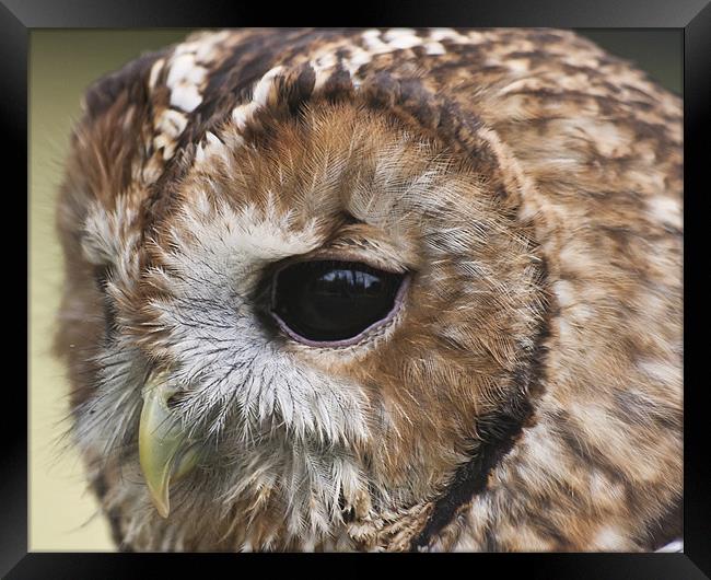 owl close up of face Framed Print by Robert clarke