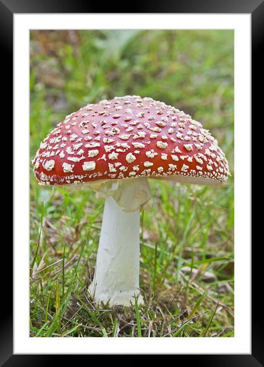 Fly Agaric Framed Mounted Print by Robert clarke