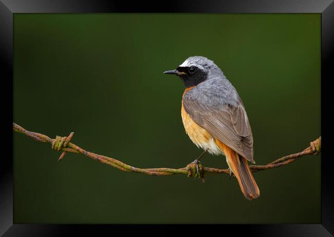 Common Redstart Framed Print by Carl Day