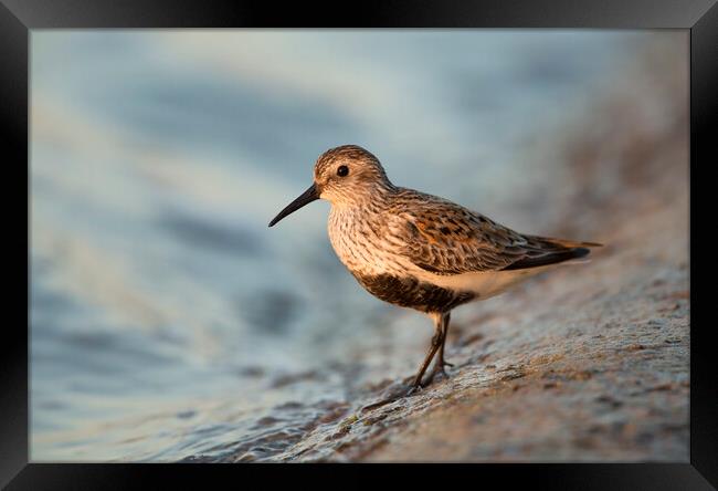 Dunlin Framed Print by Carl Day