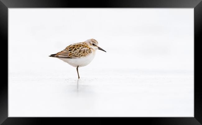 Little Stint Framed Print by Carl Day