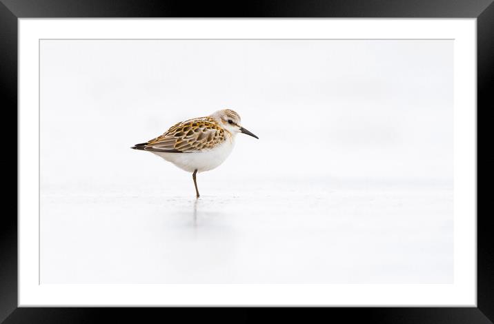 Little Stint Framed Mounted Print by Carl Day