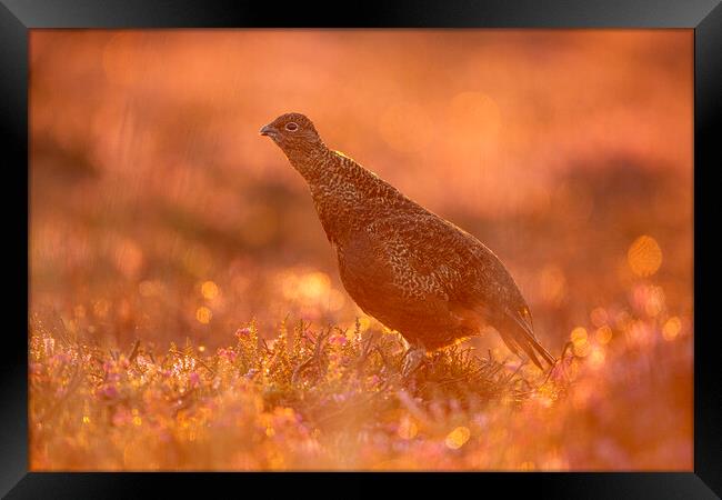 Grouse At Dawn Framed Print by Carl Day