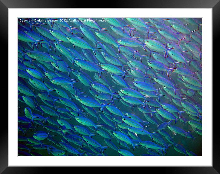Fishtastic Framed Mounted Print by Elaine Pearson